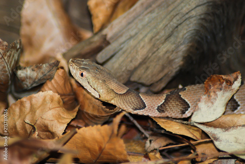 Copperhead and leaves