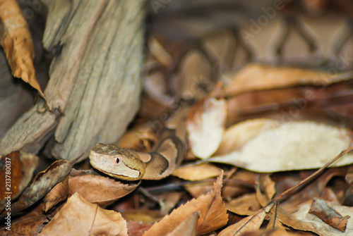 Copperhead moves through leaves