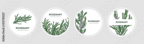 Collection of round labels decorated with rosemary sprigs. Set of beautiful circular tags with fragrant spicy culinary herb and place for text. Natural vector illustration in elegant antique style.
