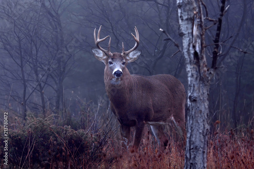 White-tailed deer buck walking through the foggy forest during the rut in autumn in Canada