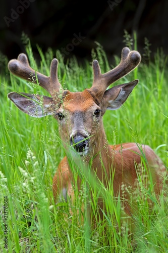 White-tailed deer buck with velvet antlers walking through the tall grass in the spring in Canada