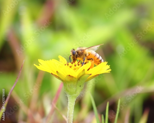 close up beautiful bee and flower in natural