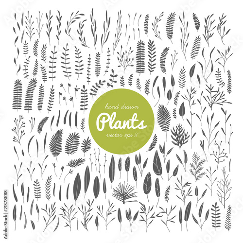 Plants, leaves.