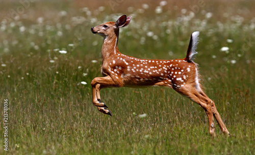 White-tailed deer fawn (Odocoileus virginianus) in the early morning light running in the meadow in Canada
