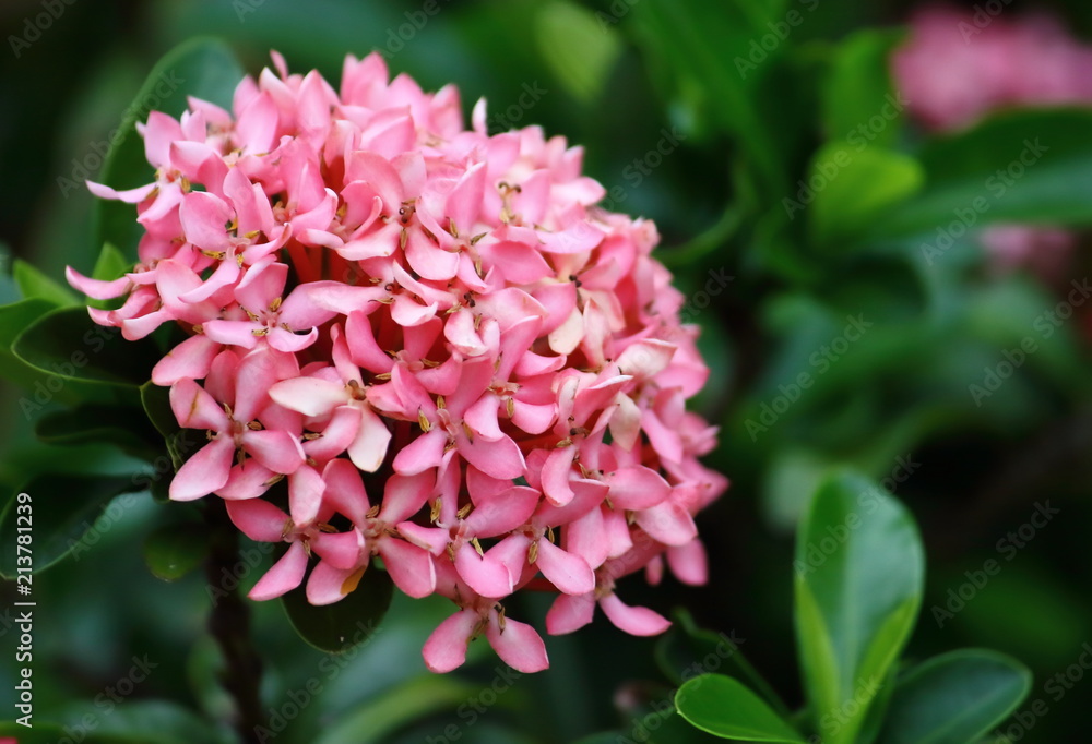 beautiful pink spike flower fresh in natural beautiful pink spike flower fresh in natural