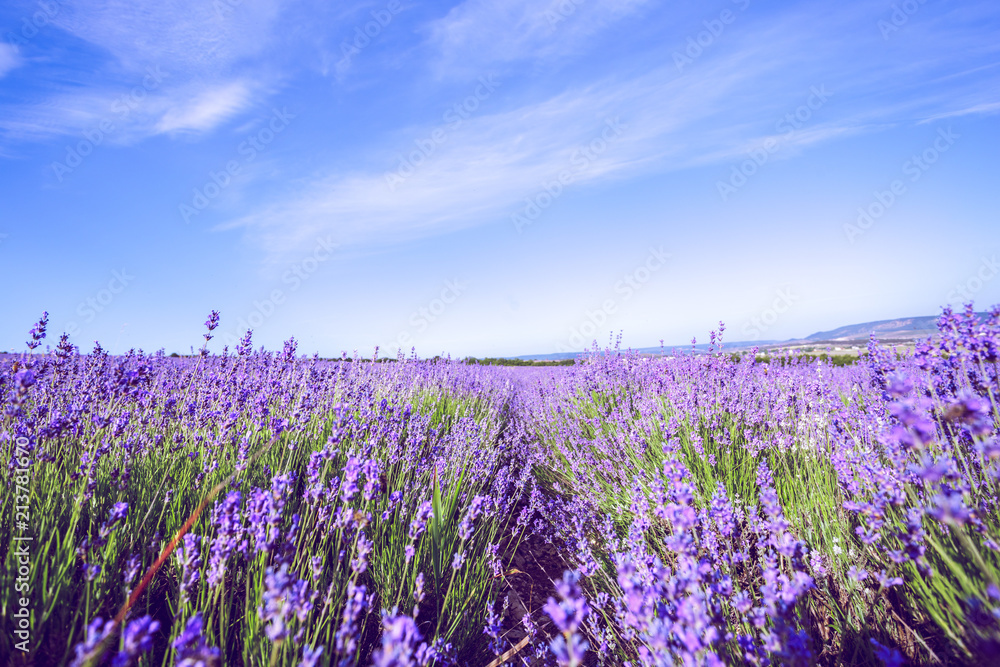 Lavender Field in the summer Lavender Field in the summer