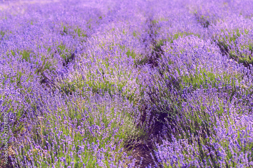 Lavender Field in the summer