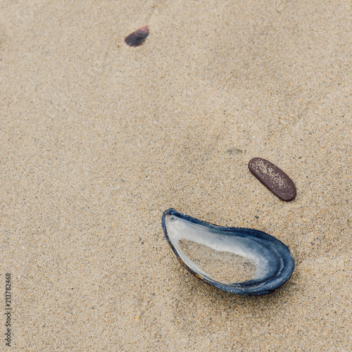 sand in half an oyster shell and and slate pebble on beach