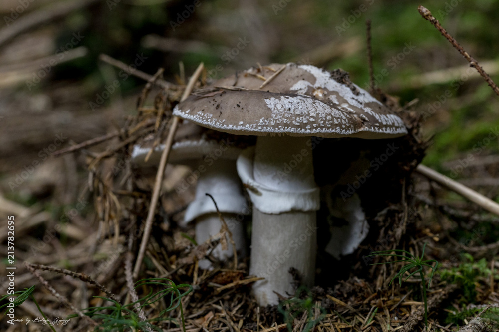 Fototapeta premium Mushroom