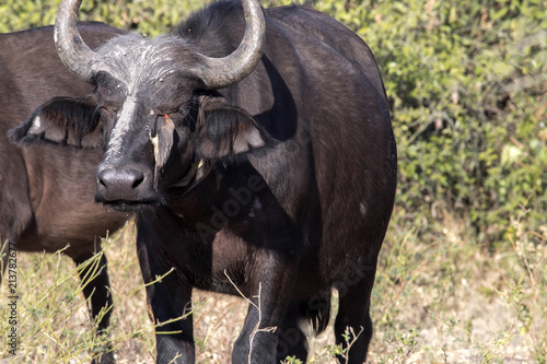 Red-billed Oxpecker Buphagus erythrorhynchus  care African Buffalo  Chobe National Park  Botswana