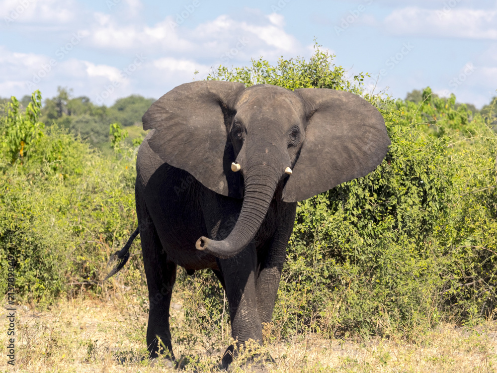 Fototapeta premium Angry, Loxodonta africana, Chobe National Park, Botswana