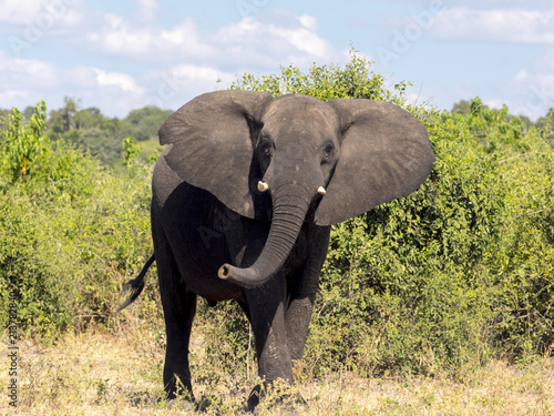 Angry, Loxodonta africana, Chobe National Park, Botswana