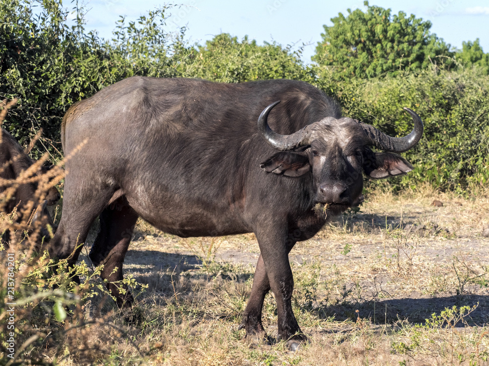 African Buffalo, Syncerus c.caffer, Chobe National Park, Botswana African Buffalo, Syncerus c.caffer, Chobe National Park, Botswana