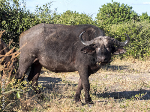 African Buffalo   Syncerus c.caffer  Chobe National Park  Botswana