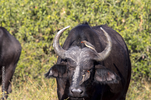 Red-billed Oxpecker Buphagus erythrorhynchus, care African Buffalo, Chobe National Park, Botswana