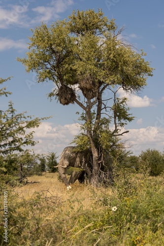 Africa elephant below a tree