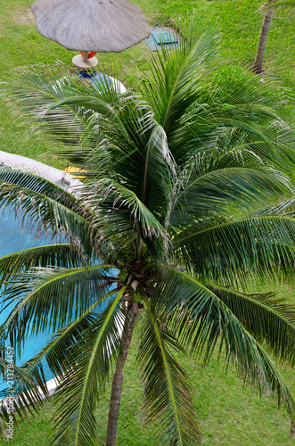 Coconut trees near swimming pool. Tropical  palm