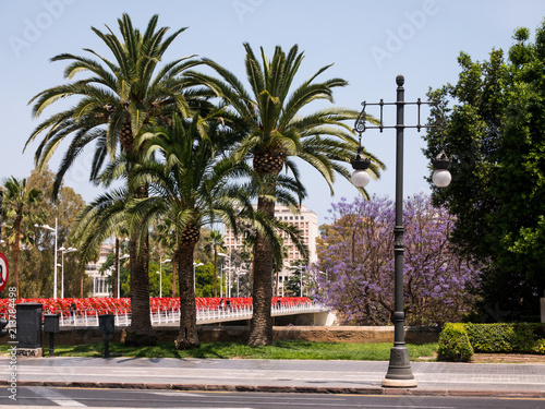 palm trees near a main road in Valencia, spain