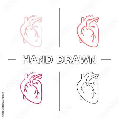 Human heart anatomy hand drawn icons set