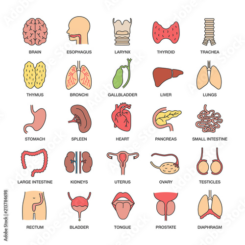 Internal organs color icons set