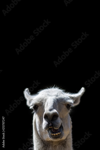 Dumb Animal. Goofy Llama head popping up. Funny meme image