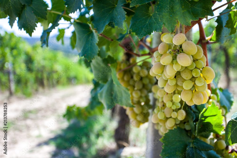 Closeup of grapes on a vineyard in San Gimignano, Tuscany