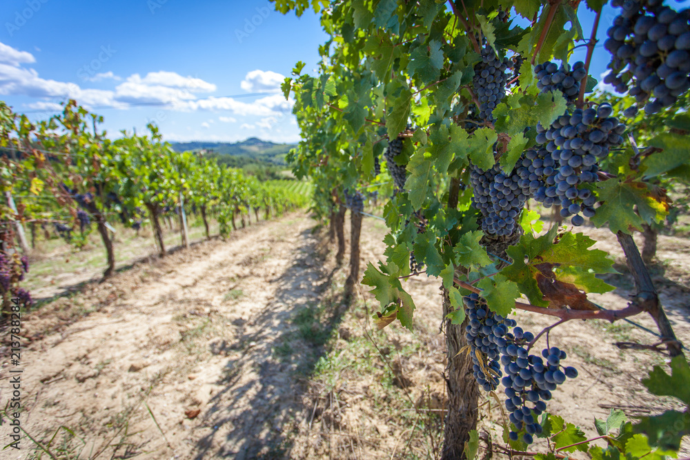 Grapes on a vineyard in San Gimignano, Tuscany 