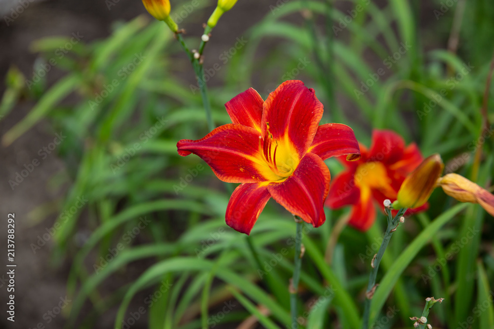 wide angle of a red and yellow day lily