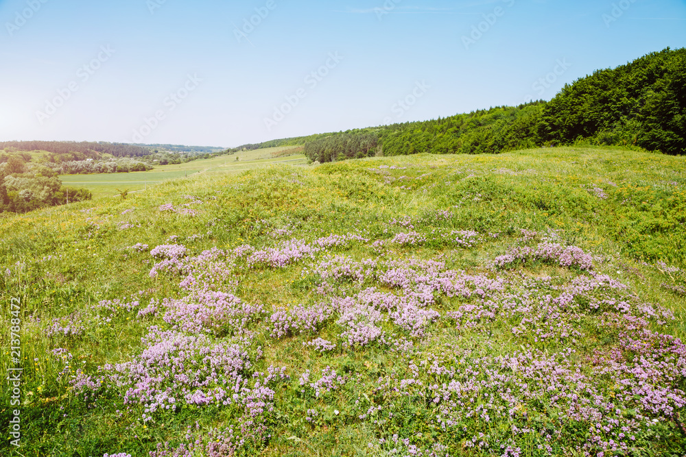 Fototapeta premium Stunning fresh flowers and blue sky.