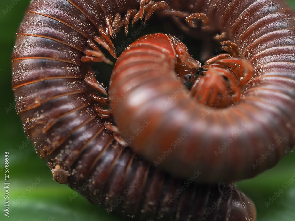 Millipedes Millipedes