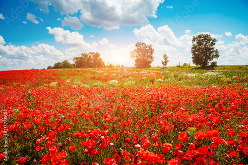 Fototapeta Naklejka Na Ścianę i Meble -  Blooming poppies on field with white fluffy clouds.