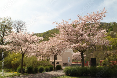 Kirschbluete Roseninsel Bad Kreuznach photo