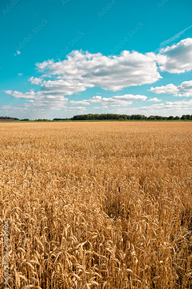ripe cereals on the big field just before harvesting ripe cereals on the big field just before harvesting