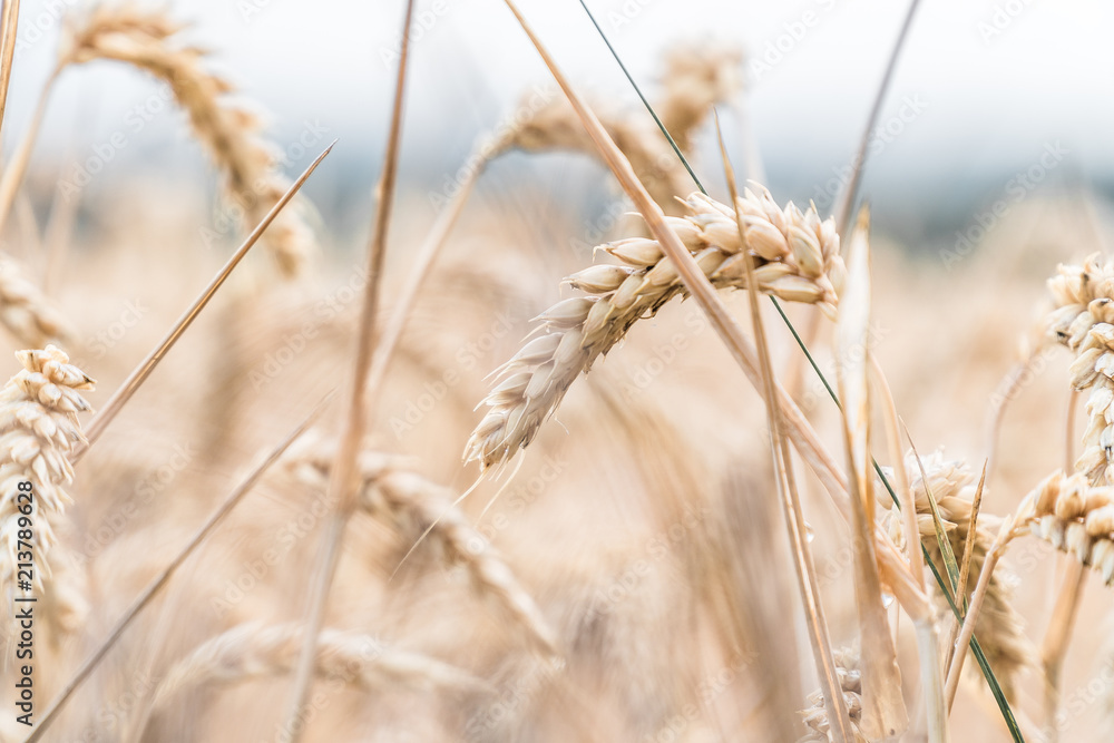 Fototapeta premium Sturm im Kornfeld