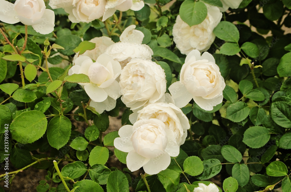 Beautiful blooming fragrant white english rose is a Ausprior cultivars of rose  shrub (Rosa claire austin)