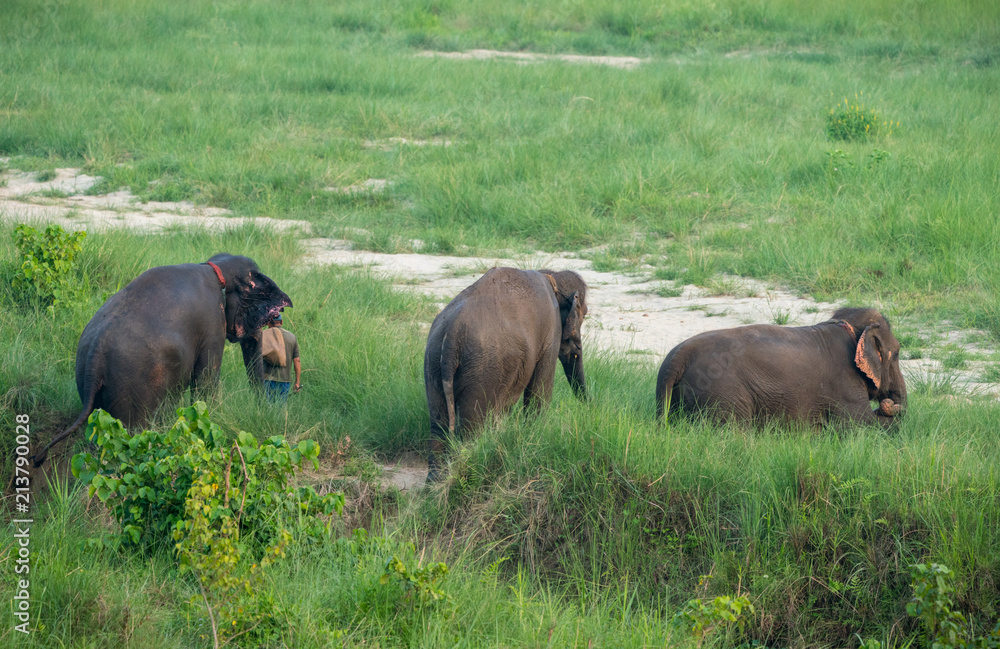 Group of Asian elephant bathing in the pond Group of Asian elephant bathing in the pond