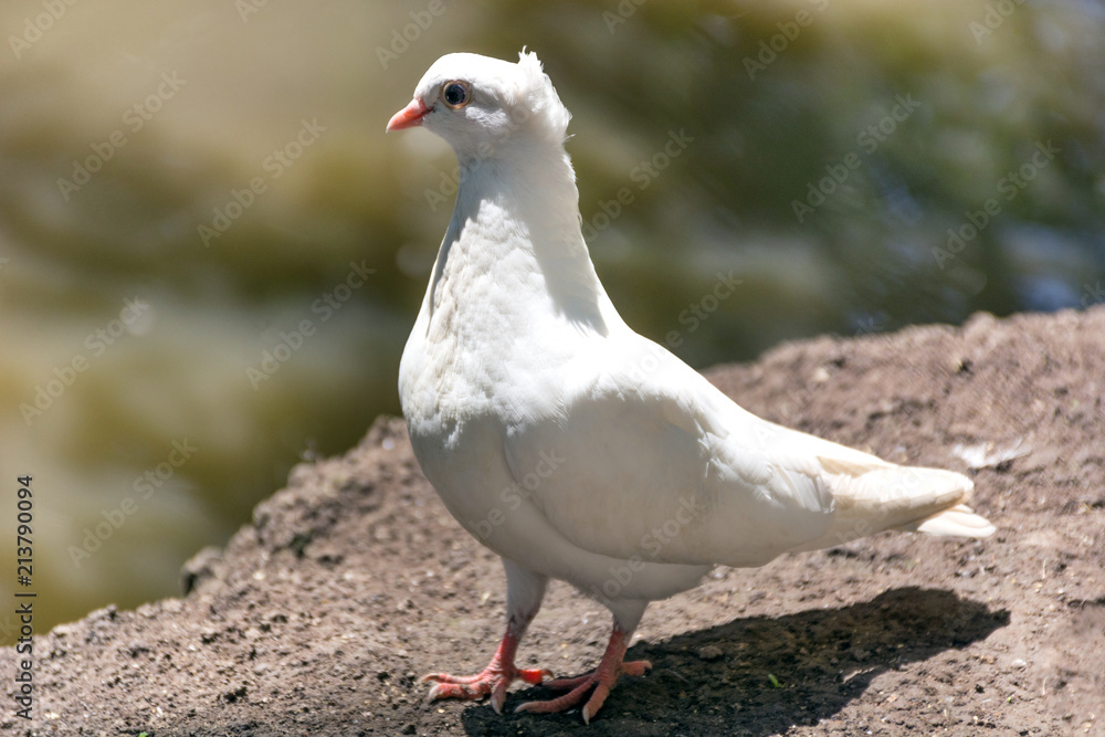 Beautiful white pigeon posing on ground and blurred background on sunny day in nature. Bird in wild concept. Close up, selective focus Beautiful white pigeon posing on ground and blurred background on sunny day in nature. Bird in wild concept. Close up, selective focus