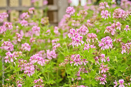 Light Pink Rose geranium or Sweet scented geranium (Pelargonium graveolens) in the garden. Citrosa geranium flowers or Prince of Orange geranium (Pelargonium citrosum) use as Mosquito Repellent Plants