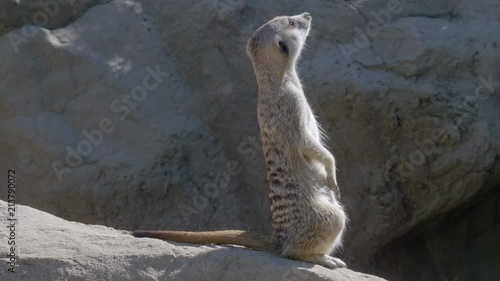 meerkat wide shot