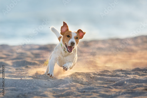 Fototapeta Naklejka Na Ścianę i Meble -  Jack russell terrier dog running on a beach of sea