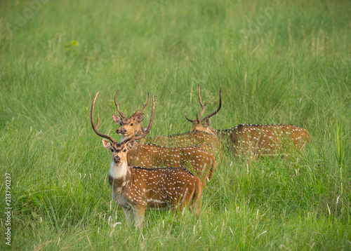 Sika or spotted deers herd in the elephant grass