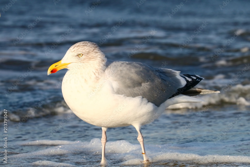 Silbermöwe am Strand