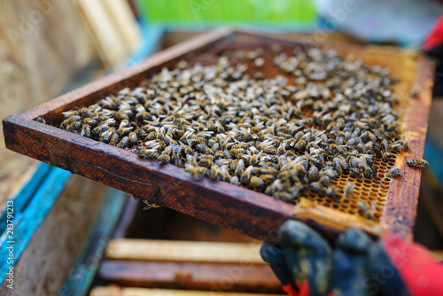 Beekeeper holding frame of honeycomb with bees