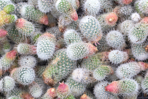 Cactus is the succulent plant with many different shapes  colors  variegated and beautiful flowers. Its native is in desert. People grow cactus for decorate in their garden  glasshouse or greenhouse.