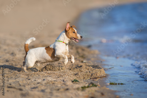 Jack russell terrier dog running on a beach of sea © kwadrat70