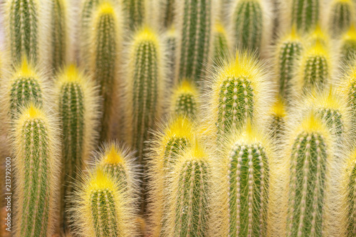 Cactus is the succulent plant with many different shapes, colors, variegated and beautiful flowers. Its native is in desert. People grow cactus for decorate in their garden, glasshouse or greenhouse.