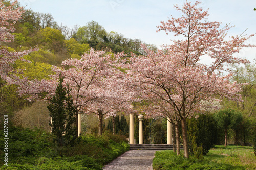 Kirschbluete Roseninsel Bad Kreuznach