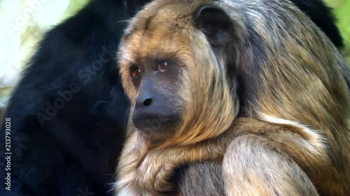 black howler monkey
