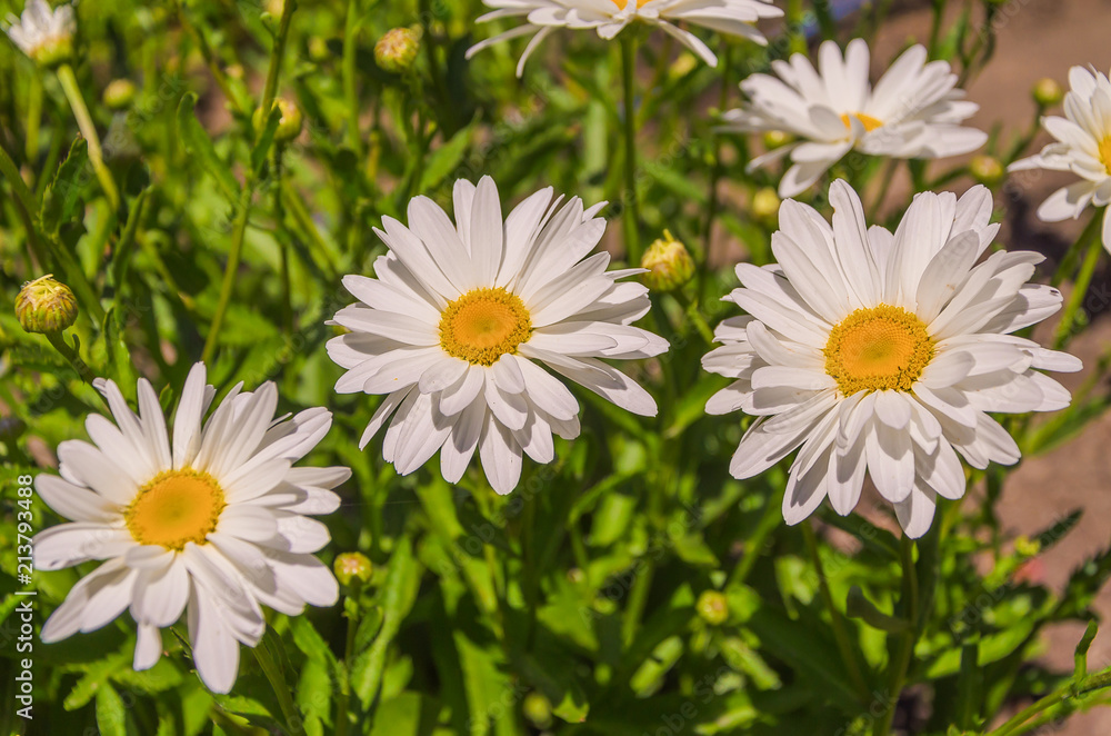 Fototapeta premium Charming daisies under the rays of the sun