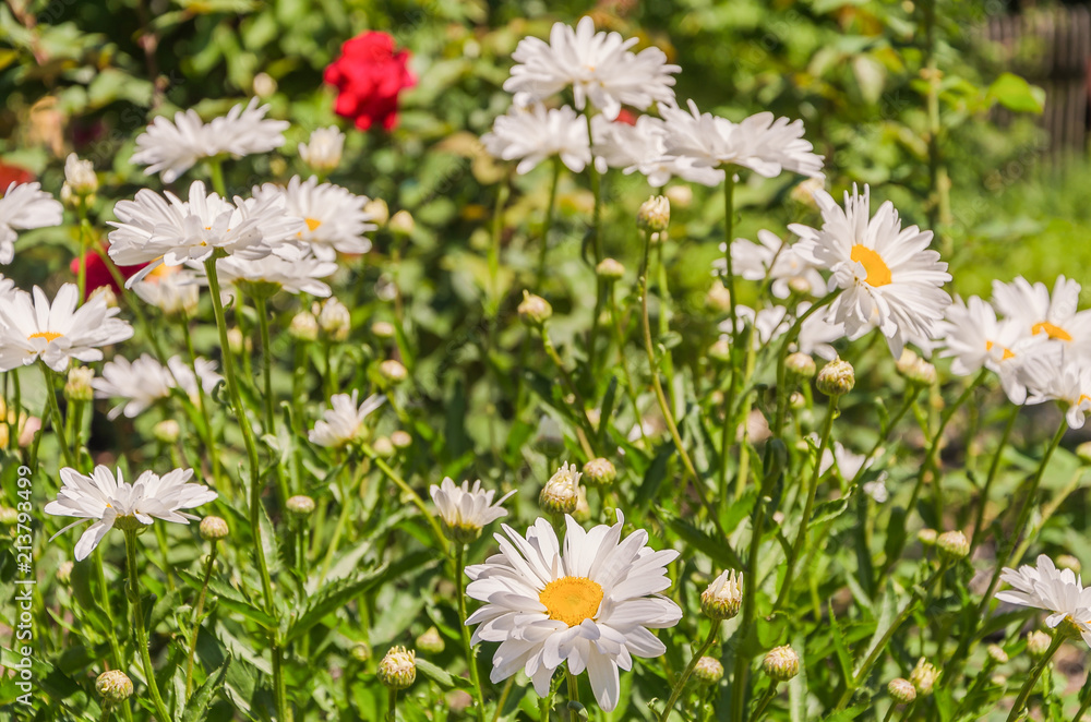 Charming daisies under the rays of the sun Charming daisies under the rays of the sun